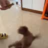 耐威克 狗狗零食幼犬柔软鸡肉条宠物泰迪磨牙棒小狗吃的鸡肉干 宠物火腿肠丨83%含肉·32支 实拍图