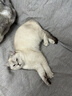 哈药妙多安猫咪疫苗猫三联疫苗2针+科旺优1针猫幼猫疫苗妙三多平替 实拍图