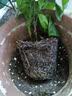 龙吐珠盆栽带花室内桌面好养花卉阳台庭院爬藤植物藤本四季开花苗 2年苗龙吐珠带花（原土原盆）20厘米 含盆 实拍图