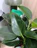 花翁金钻盆栽绿植物大盆绿萝除室内甲醛花卉水培办公净化空气源头直发 实拍图