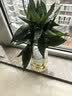 叹为观止18种吊兰任你选金边吊兰各种盆栽花卉客厅垂吊桌面植物净化空气 特级三株观音竹 含盆 实拍图
