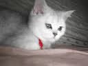 皇家（ROYAL CANIN）猫粮猫奶糕幼猫粮bk34/k36 1-4个月离乳期奶糕小猫咪断奶猫粮母猫 幼猫粮400g（适合4-12个月） 实拍图