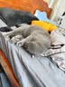 倍内菲猫粮繁育系列多猫家庭大包装全价无谷冻干成幼猫咪主粮全阶段通用 牛肉羊肉味13kg 实拍图