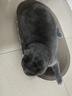 【京东物流】猫抓板磨爪猫窝一体耐磨不掉屑超大号猫玩具猫咪用品 椭圆大号+猫薄荷 实拍图