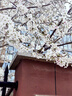 迪卡侬儿童速干透气运动长袖上衣板岩蓝10-11岁141-150cm 4364647 实拍图