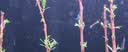 鱼官儿观赏虾工具虾草缸米虾淡水樱花虾水晶虾除藻虾活体水草莫斯 小极火虾35+5只抵损（0.8-1cm） 实拍图