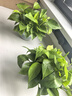 双盟绿萝盆栽除甲醛花卉绿植办公室新房净化空气180加仑4盆装源头直发 实拍图