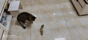 憨憨乐园猫玩具逗猫棒自嗨解闷神器幼猫成猫小猫咪羽毛玩具宠物用品 HL 实拍图