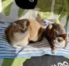 SMARTTAIL宠物猫咪饮水机智能无线喂水器自动循环不插电无线感应猫咪饮水机 二代饮水机-LITE 插电使用 实拍图