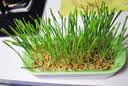 疯狂的主人猫草盆栽小麦种子10袋无土水培天然猫咪零食化毛去排毛球 实拍图