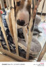 爪墅可折叠不锈钢狗笼子小型中型大型犬带厕所狗笼金毛边牧宠物笼子 【折叠款】长110*宽72*高95【萨摩耶-五黑犬】 实拍图