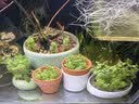 鱼缸水草造景淡水水草养鱼水草植物懒人真水草冷水水草坨草造景 （以长根）小宝塔坨草5+营养草泥底座5 实拍图