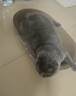 【京东物流】猫抓板磨爪猫窝一体耐磨不掉屑超大号猫玩具猫咪用品 椭圆大号+猫薄荷 实拍图