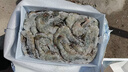 严谨青虾白虾 新疆淡水养殖大虾 基围虾生鲜特大号 12-14厘米4斤装 0kg(净重) 实拍图