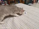 宠物猫咪狗普乐美清普乐信滴眼液安愈灵皮肤喷膏安立舒趾安肛康 普乐佳滴眼液 10ml*1支 刮码销售 实拍图