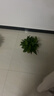 双盟绿萝盆栽除甲醛花卉绿植办公室新房净化空气160加高4盆装源头直发 实拍图