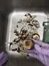 京地达山东奶油小芋头牛奶芋净重3斤单果25g+软糯绵密源头直发包邮 实拍图