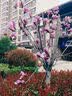 松下（Panasonic）【官方直营】S9N/S9 +18-40mm套机全画幅入门级微单数码相机 复古外形 轻巧便携 实时LUT 4K视频 S9N丨S9+18-40mm套机【红色】 实拍图