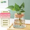吕姆克玻璃花瓶水培容器创意植物花瓶透明水养竹子绿萝插花瓶火山瓶9034 实拍图