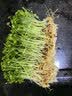 新鲜【香椿】芽苗菜可食用香椿苗香春苗冷艺新鲜蔬菜苗菜摆盘装饰 特嫩香椿苗200克一盒装 实拍图