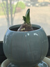 九千谷植物爬藤架包塑钢管园艺支架护花架支撑杆圆环型45CM5个装6423 实拍图
