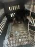 树奢混血德牧幼犬活体德系牧羊犬黑背德国牧羊犬宠物狗狗看家护院 花色/杂色 2026-09-01 花花 宠物级 德牧幼犬 公 实拍图