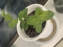 史丹利花盆家用树脂塑料盆栽加厚多肉月季阳台庭院加仑盆象牙白高140mm 实拍图