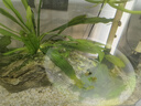 疯狂水草孔雀鱼活体水族宠物观赏鱼冷水耐活小型热带鱼淡水鱼苗 【组合装孔雀鱼20条】随机发出 实拍图