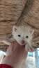 暮秋小主【猪猪侠同款】宠物小香猪活体幼崽家养纯种迷你猪活物可爱萌宠 暹罗粉红猪（1公1母） 实拍图