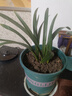 劉閣蘭花超香建兰四季兰当年开花壮苗满屋飘香室内四季常青花卉盆栽草 1苗新手试养【蓝宝石】 实拍图