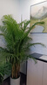 叹为观止 大型盆栽 单杆辫子发财树天堂鸟绿萝散尾葵办公室内开业乔迁礼品 散尾葵1.7—1.9米【聚宝盆】 含盆 实拍图