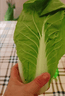 山东农家种植新鲜奶油小白菜时令蔬菜绿叶菜涮菜清脆巨嫩好吃 【泡沫箱发货-到手鲜】小白菜（5斤） 实拍图