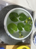 疯狂水草浮萍水草水上和鱼共养金鱼缸造景古法养鱼净化水质水芙蓉 圆心萍5颗 实拍图