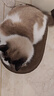 【京东物流】猫抓板磨爪猫窝一体耐磨不掉屑超大号猫玩具猫咪用品 椭圆小号+猫薄荷 实拍图