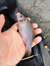 小物竿超短迷你小手竿便携超细钓鱼竿溪流竿钓虾竿儿童鱼竿钓小鱼 1.8m28调迷你冰蓝粉 实拍图
