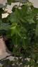 行湘常春藤盆栽植物室内垂吊植物净化空气除甲醛四季常青吊兰源头直发 实拍图