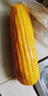 当季新货头茬东北黄甜糯玉米棒真空包装低脂黄糯大棒甜东北黏苞米 黑土地黄糯玉米【120-160克】2根 实拍图