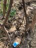 欧悟【买2颗送1颗】嫁接葡萄树苗 南北方种植盆栽地栽庭院阳台果树苗 阳光玫瑰葡萄 六年大苗当年结果 实拍图
