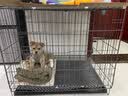 腆宠狗笼猫笼 狗笼子中小型犬带厕所幼犬狗窝猫笼子大号家用围栏兔笼 实拍图