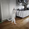 灵宠物语逗猫棒猫玩具小猫咪玩具自嗨解闷逗猫玩具360°旋转成幼猫咪用品 实拍图