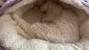 瓜洲牧猫窝冬季保暖狗窝秋冬宠物半封闭式狗狗过冬猫咪冬天钻被子贝壳窝 贝壳窝【升级保暖-紫色】 M码【直径50CM】20斤内宠物 实拍图