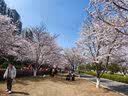 【活蟹】宿有千香霸王蟹鲜活大闸蟹公5.0-5.3两 母4.0-4.3两 4对8只 去绳足重螃蟹礼盒 实拍图