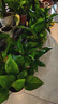 双盟 绿萝盆栽除甲醛花卉绿植办公室新房净化空气110款10盆装源头直发 实拍图