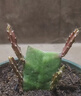 御春阁令箭荷花 盆栽花卉室内绿植 仙人掌多肉植物 叶片扦插苗 玫红10到15厘米带根 晒单实拍图