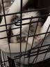 欢刻狗笼宠物笼子大中小型犬带厕所便携折叠笼子狗猫咪鸡兔折叠笼具子 黑色61*42*50【15斤内】限小体格 实拍图