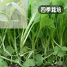 北蔬 鸡毛菜种子种苗速生小青菜阳台四季蔬菜种籽 全季鸡毛菜种子30g 晒单实拍图