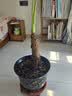 御春阁 滴水观音 水培大苗千手观音植物 水培绿植小盆栽室内花卉 不含盆 70-80cm高左右 实拍图