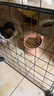 凯锐思银爪P28高蛋白全价猫粮亲和肠胃鲜肉冻干双拼成猫粮 【基础款养胃】鱼肉味12斤(推荐购买2.0升级不加价) 实拍图