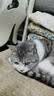 喵丽丝剑麻猫抓板猫窝一体耐磨不易掉屑猫咪玩具猫爪板耐抓四季通用抓盆 65CM超大剑麻垫款 实拍图