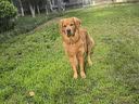 欧恩焙加拿大进口中大型犬全犬粮烘焙狗粮柯基金毛美毛羊肉狗粮11.34kg 实拍图